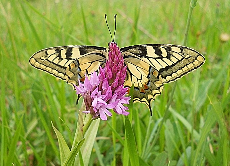 Papilio machaon su Anacamptis pyramidalis